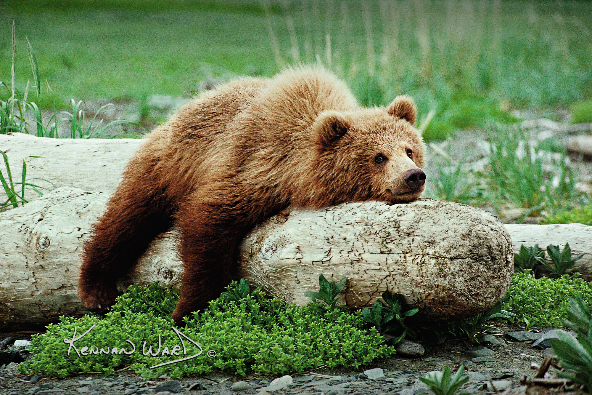 120241 Tree Hugger Flopped