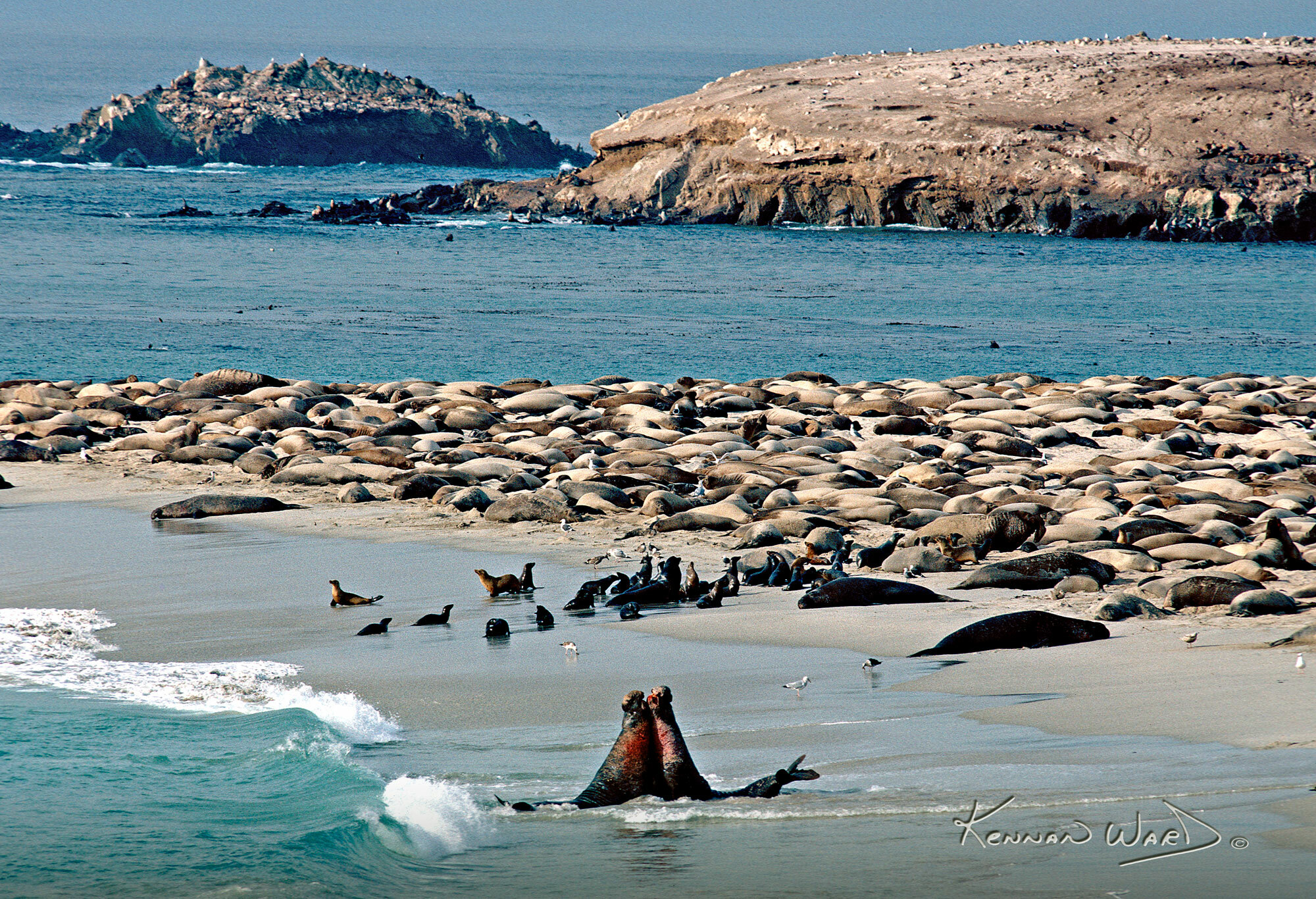 Elephant Seal Colony