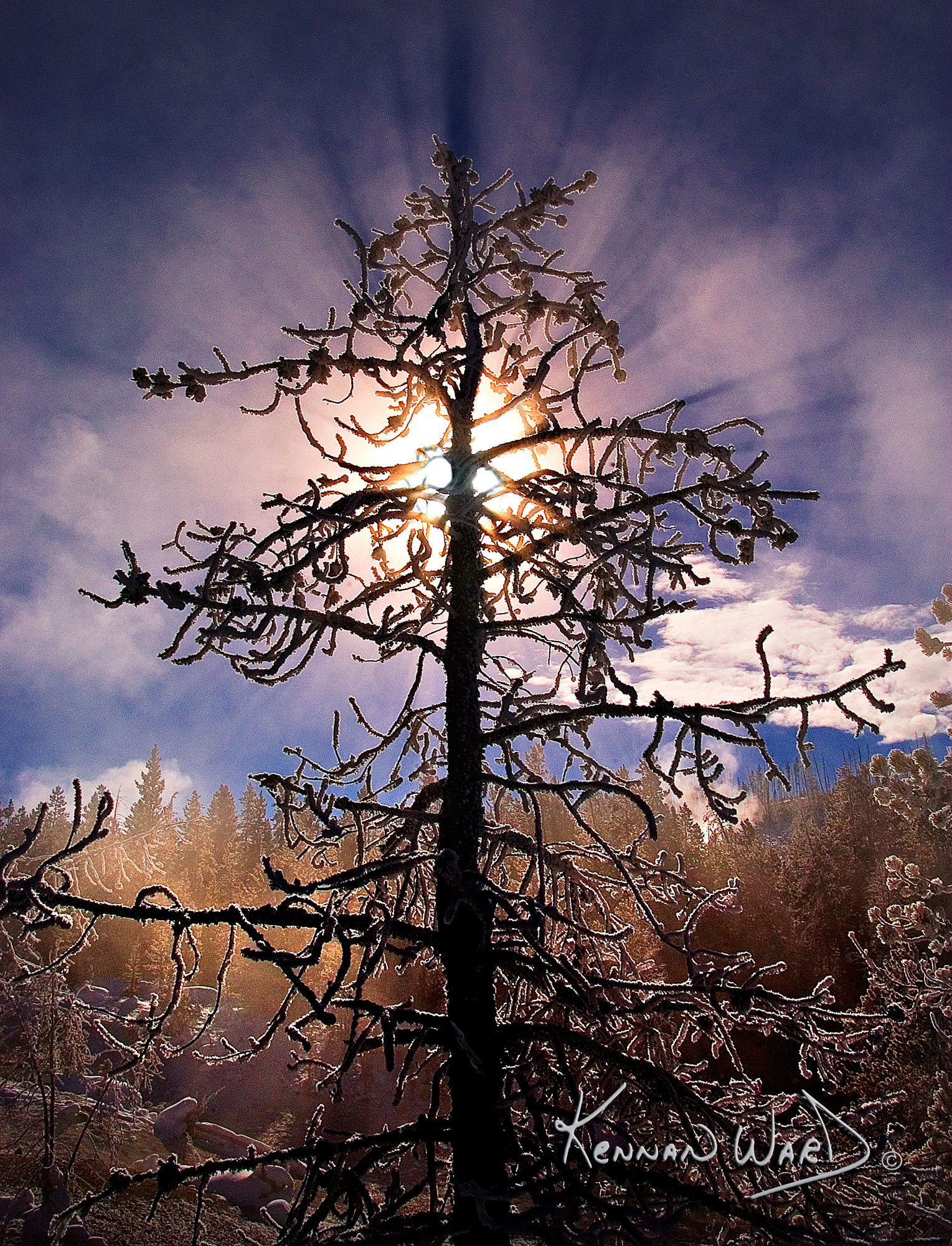 Tree Back Lit Ll 5