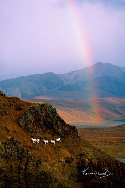 224 Dall Sheep