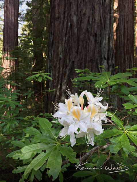 Redwood Azalea