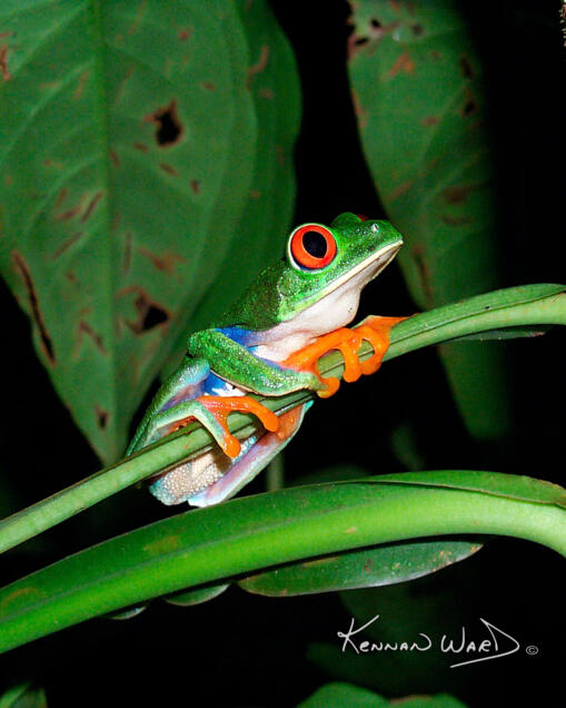 Treefrog