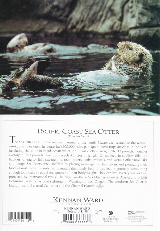 142 Sea Otter Recline