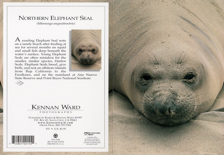 155 Elephant Seal Sand