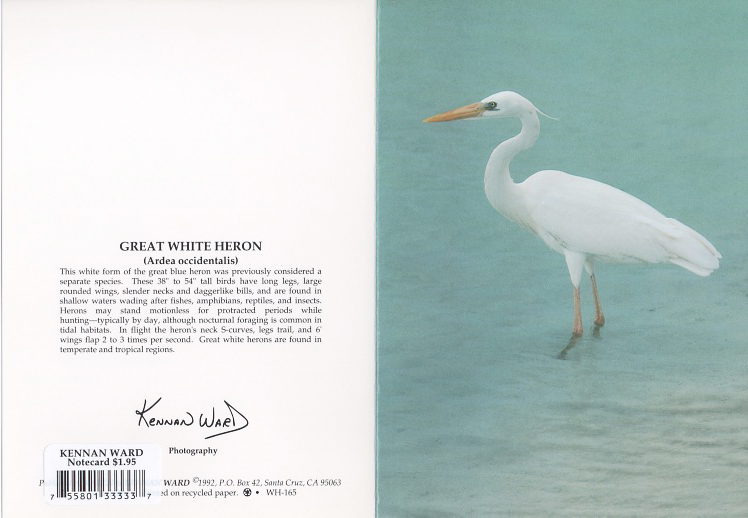 165 Great White Heron