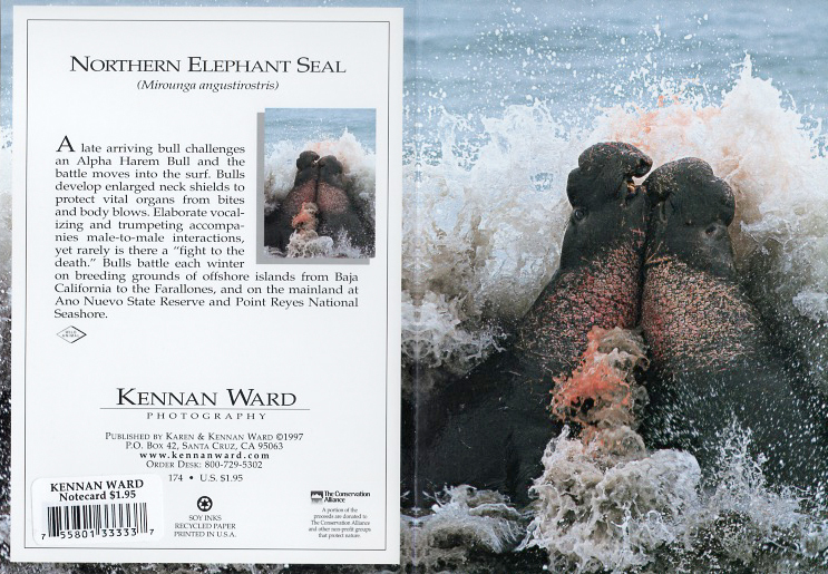 174 Elephant Seals Fighting