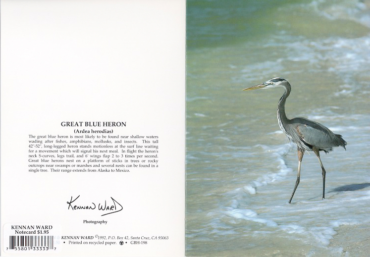 198 Great Blue Heron