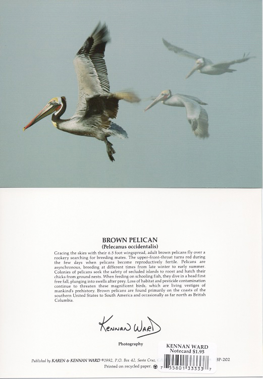 202 Brown Pelican Trio