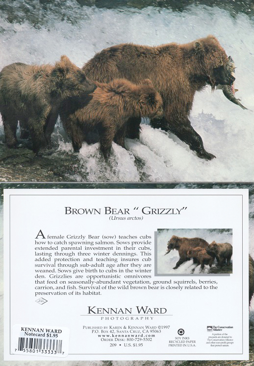 209 Grizzly Bear Momcubs Fish