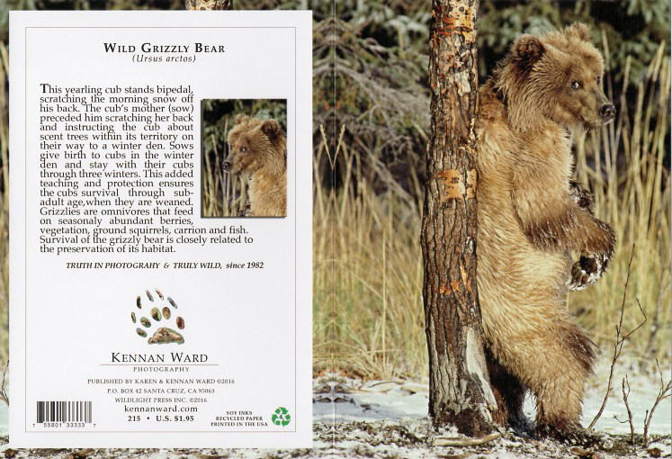 215 Wild Grizzly Beartree