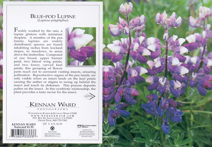 227 Blue Pod Lupine