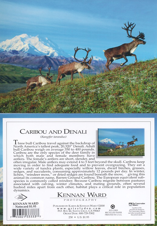 230 Caribou Denali