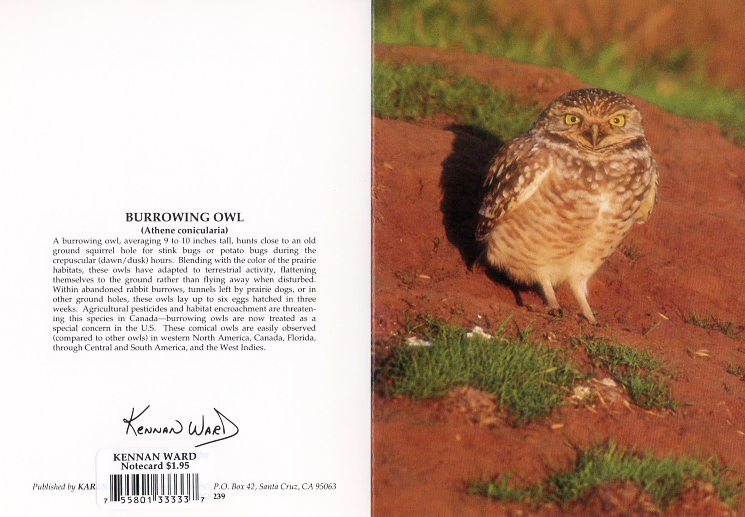 239 Burrowing Owl