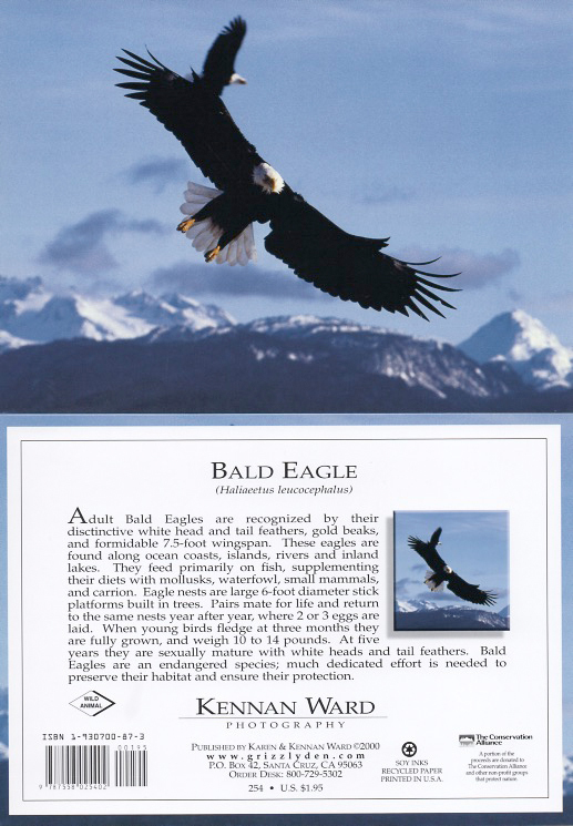 254 Bald Eagles In Flight