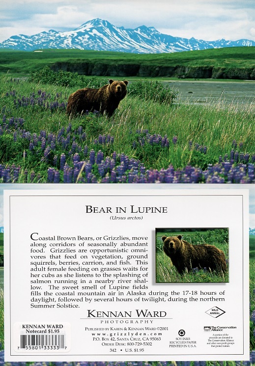 342 Bearin Lupine